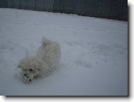 Maltese