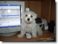 Maltese