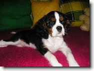 Cavalier King Charles Spaniel