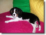 Cavalier King Charles Spaniel