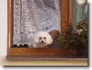 Maltese