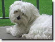 Maltese