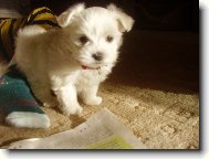 Maltese