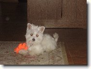 Maltese