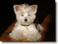 Maltese