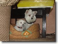 Maltese