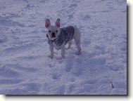 Bouledogue francais, French Bulldog