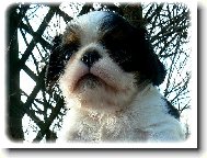 King Charles panl
