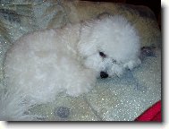 Bichon � poil fris�, Bichon Frise