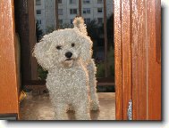 Bichon � poil fris�, Bichon Frise