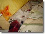 Maltese