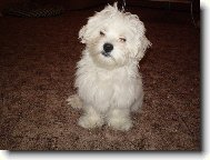 Maltese