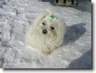 Maltese