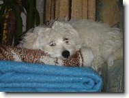 Maltese