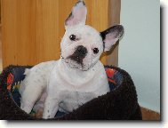 Bouledogue francais, French Bulldog