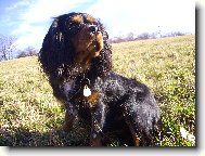 Cavalier King Charles Spaniel
