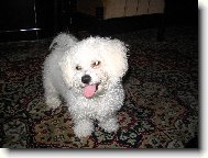 Bichon � poil fris�, Bichon Frise