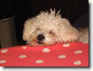 Bichon � poil fris�, Bichon Frise