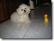 Bichon � poil fris�, Bichon Frise