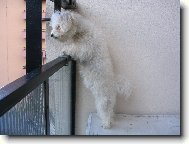 Bichon � poil fris�, Bichon Frise