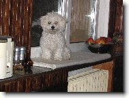 Bichon � poil fris�, Bichon Frise