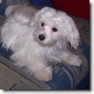 Maltese