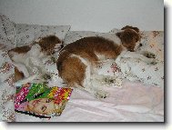Cavalier King Charles Spaniel