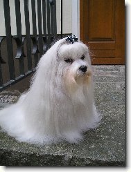 Maltese