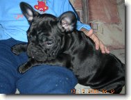 Bouledogue francais, French Bulldog
