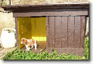 Cavalier King Charles Spaniel