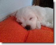 Maltese