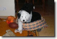 Old English Sheepdog