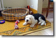 Old English Sheepdog