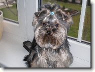 Jork��rsk� terier, Yorkshire Terrier,