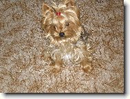 Jork��rsk� terier, Yorkshire Terrier,