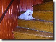 Bichon � poil fris�, Bichon Frise