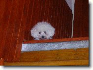Bichon � poil fris�, Bichon Frise