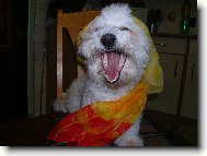 Bichon � poil fris�, Bichon Frise