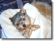 Jork��rsk� terier, Yorkshire Terrier,