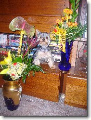 Jork��rsk� terier, Yorkshire Terrier,