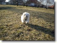 Maltese