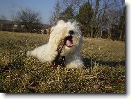 Maltese