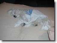 Maltese