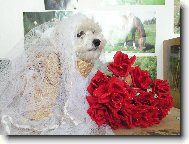Maltese