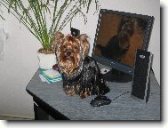 Jork��rsk� terier, Yorkshire Terrier,