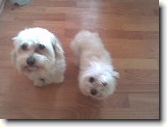Maltese