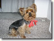 Jork��rsk� terier, Yorkshire Terrier,