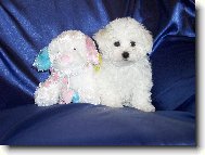 Bichon � poil fris�, Bichon Frise