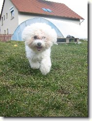 Bichon � poil fris�, Bichon Frise