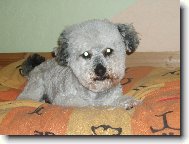 Bichon � poil fris�, Bichon Frise